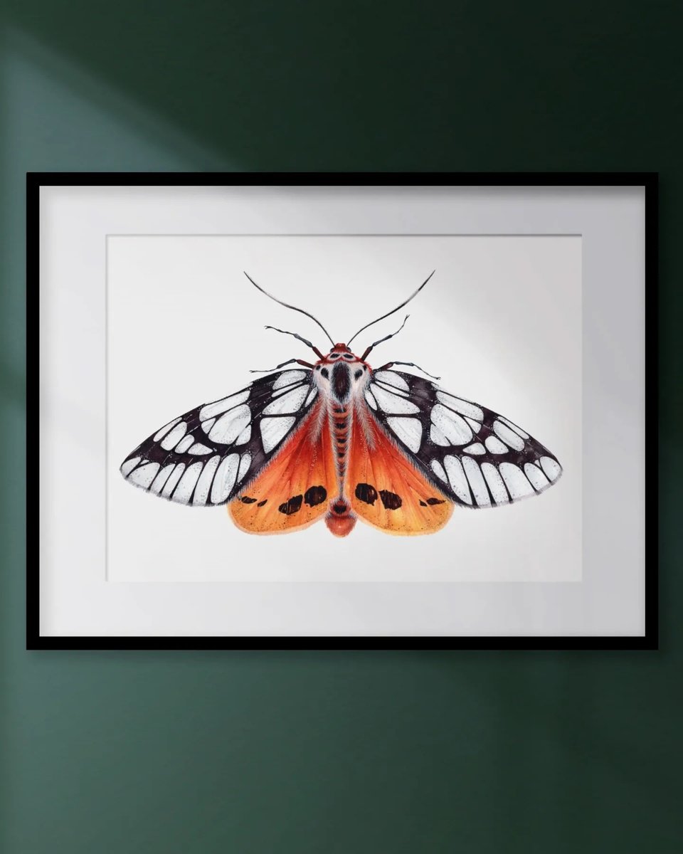 Photorealistic Animal Watercolour By Katya Shiova, 16 X 12", Areas Galactina, The Milky Tiger Moth, Original Artwork