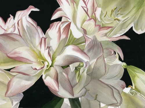 white amaryllis watercolor floral by Alfred  Ng