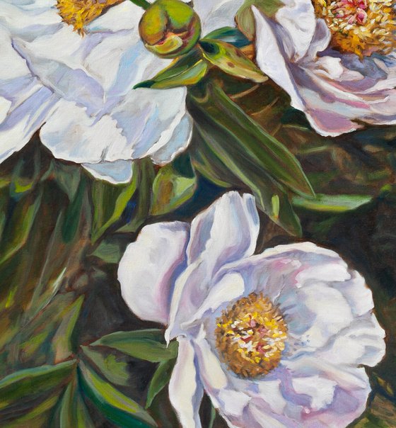 Peonies