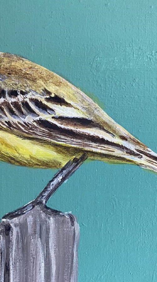 Yellow Wagtail by Laurence Wheeler