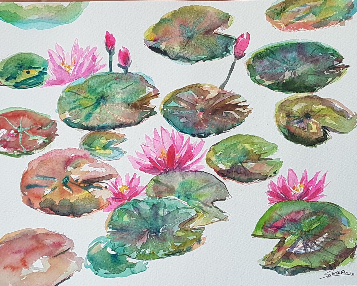 Water lilies by Silvia Flores Vitiello