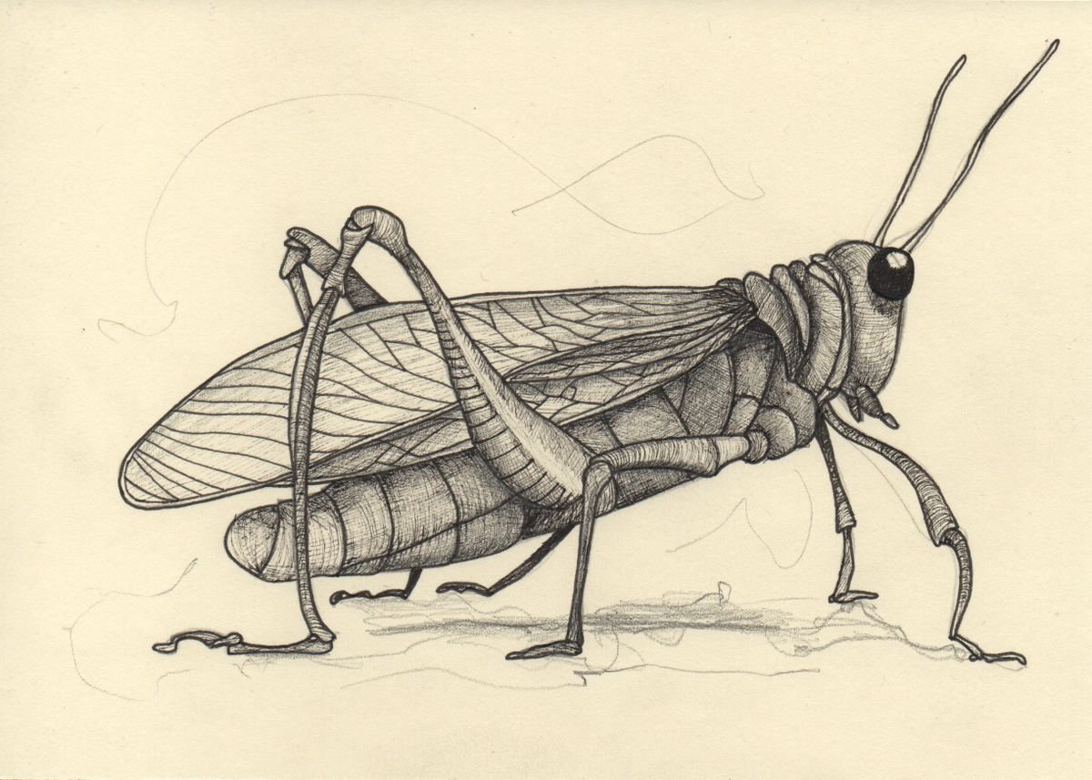 Grasshopper doesn’t by Arjan Winkelaar