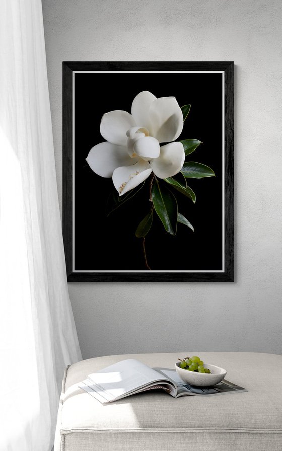 White Magnolia