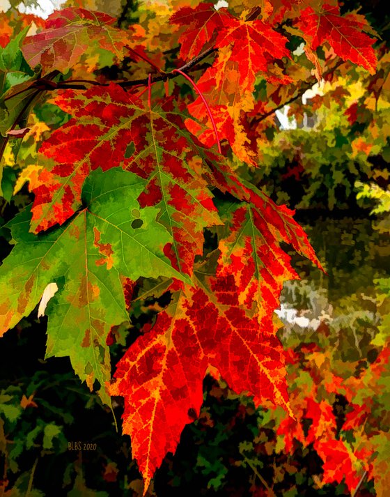 Fiery Foliage