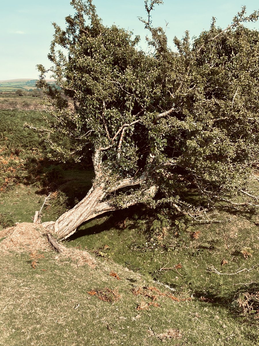 Tree fallen - A4 by Kerry Gerdes