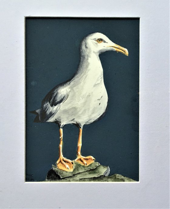 Standing Gull on Clifftop