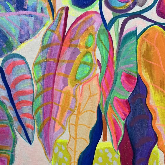 'Alocasia Revelation’