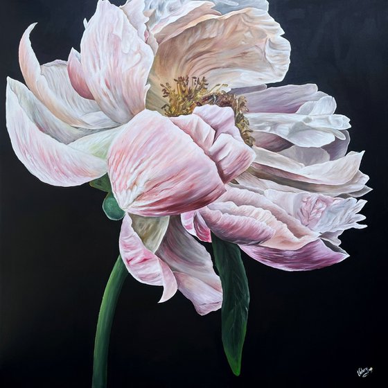 Peony before the fall