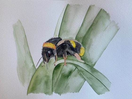 Bumble bee watercolour painting