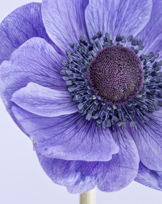 Poppy anemone I (large print, 76 x 61 cm)