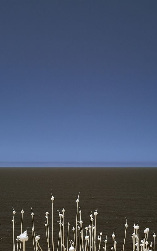 Aliums, Rota de Vincentina by Ed Watts