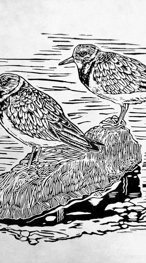 Two Turnstones by Jem Gooding