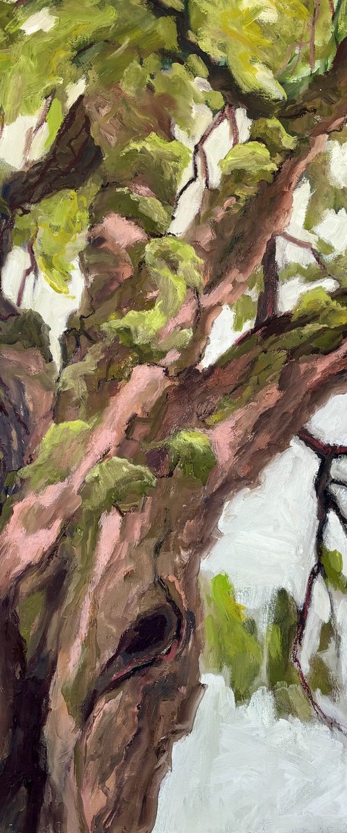 The Mulberry Tree by Joanna Farrow