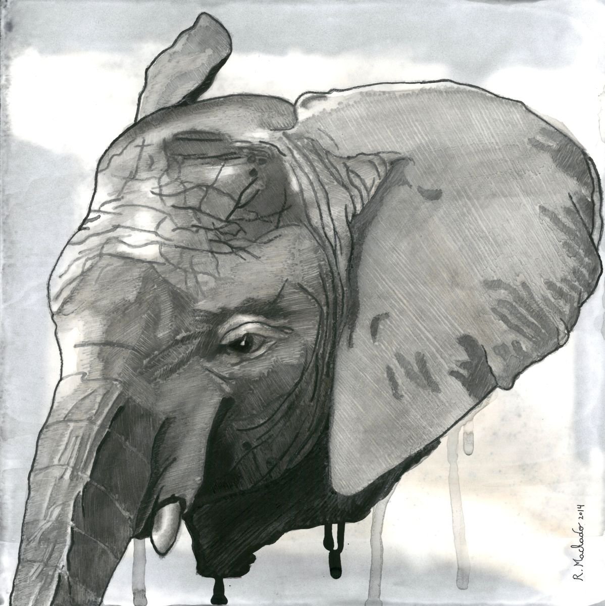 Elephant by Ricardo Machado