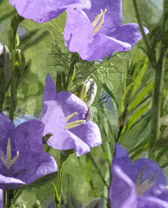 Bellflower