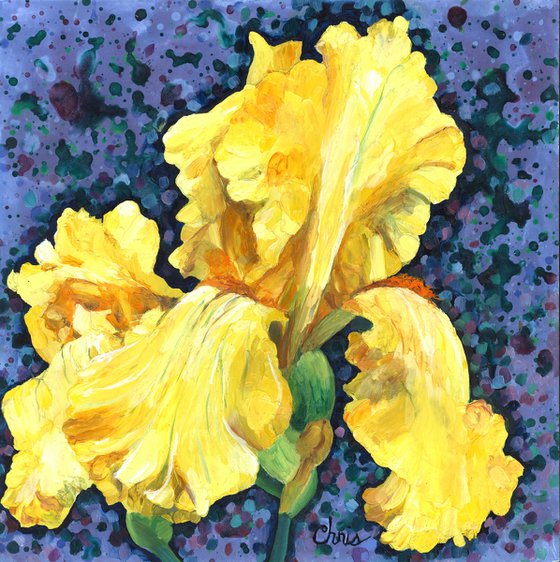 Yellow Iris