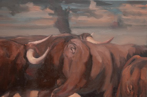 Toros de Dehesa Frias (study 1)