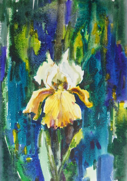 Yellow iris by Elena Sanina