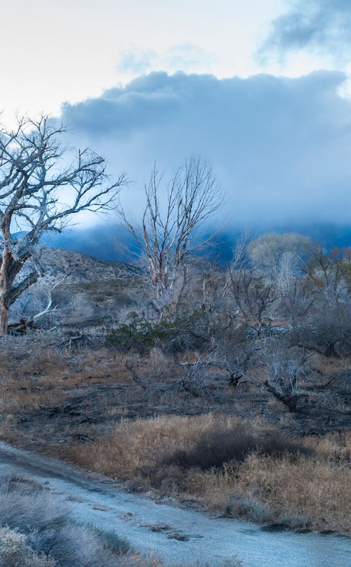 Storm Tree by Gary Moger