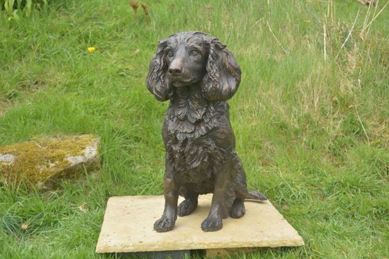 Working Spaniel FB