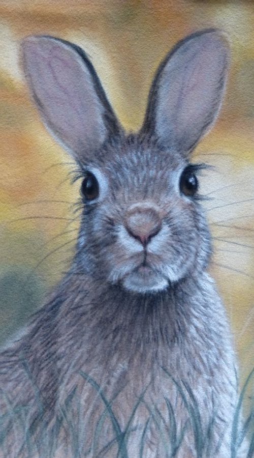 Hare in the grass by Silvia Frei
