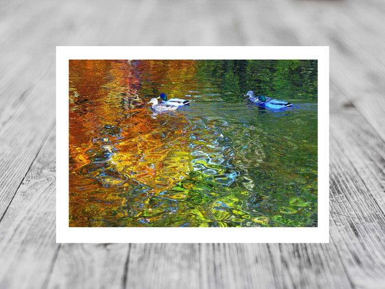 Mallard Duck Reflections