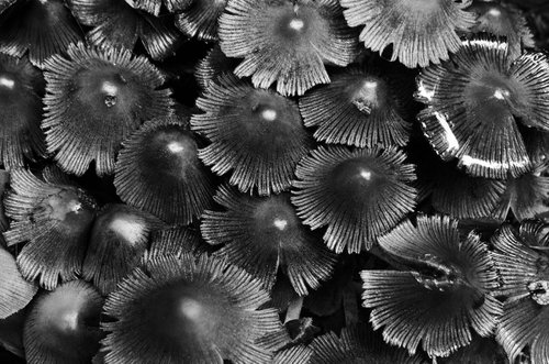 Mushrooms, Study II by Charles Brabin