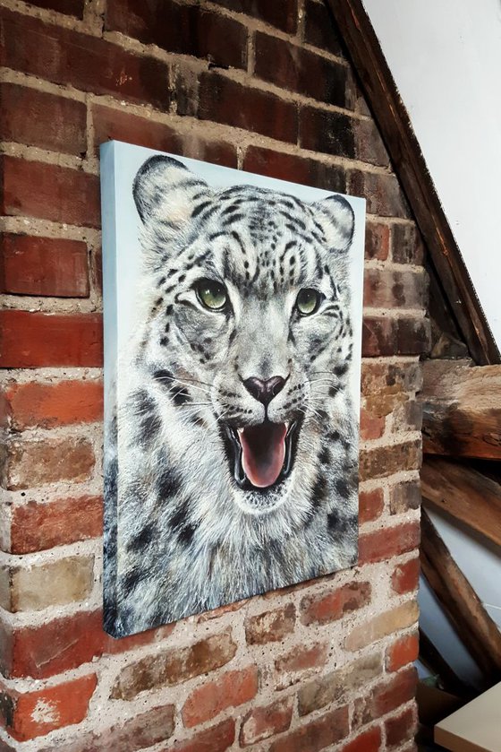 Snow Leopard Animal Portrait