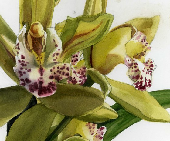 green cymbidium orchid watercolor