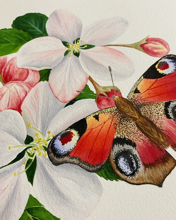 Apple blossom and butterfly
