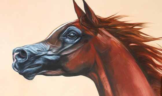 Arabian horse