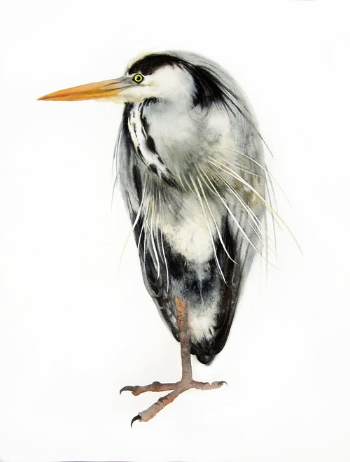 Grey Heron Standing on One Leg - Great Blue Heron by Olga Beliaeva Watercolour