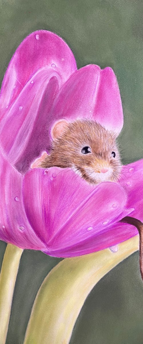 Mouse in tulip by Maxine Taylor