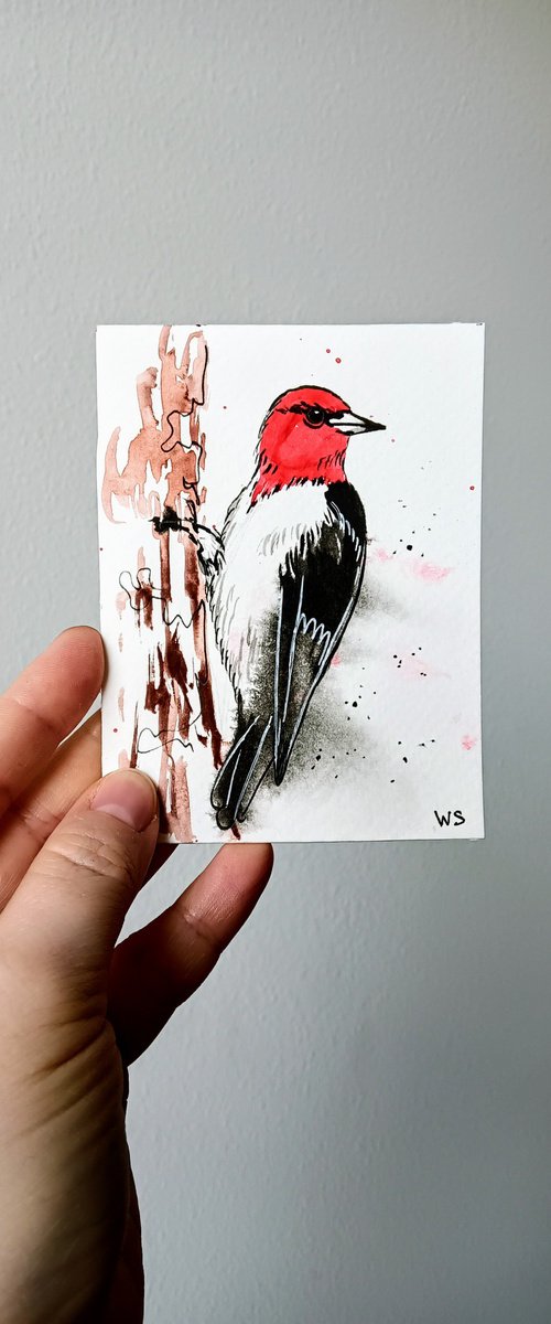 Red-headed woodpecker #2 by Svetlana Wittmann
