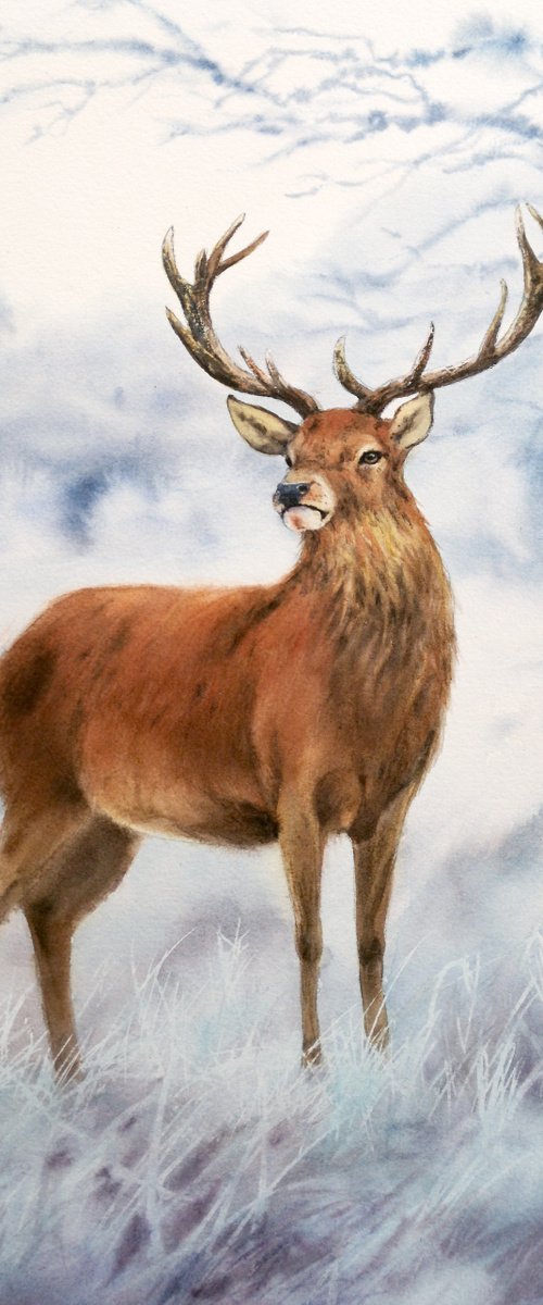 Stag Deer in Winter Forest - C by Olga Beliaeva Watercolour