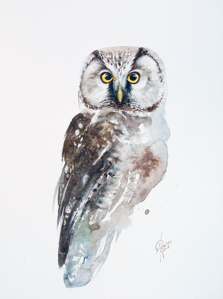 Boreal Owl by Andrzej Rabiega