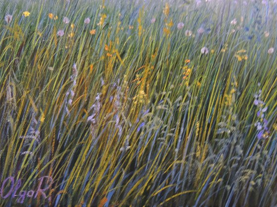 Fog Over the Meadow