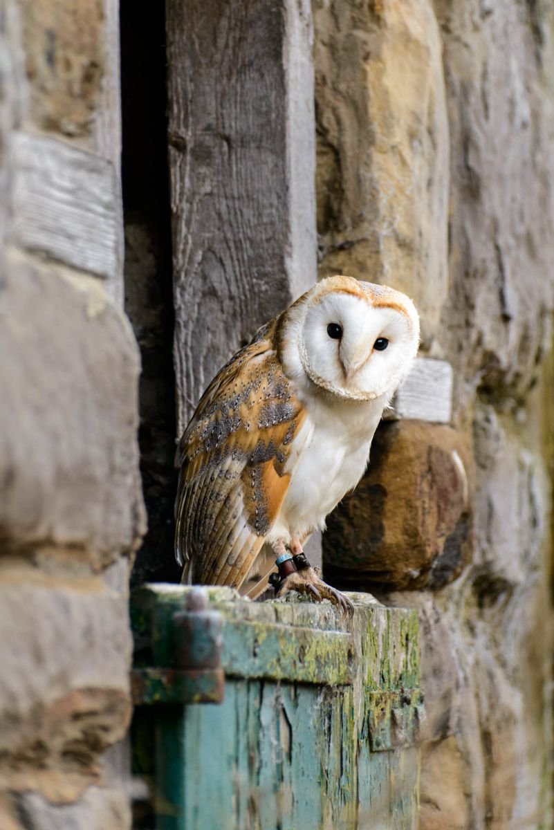 Barn Owl A3 by Ben Robson Hull