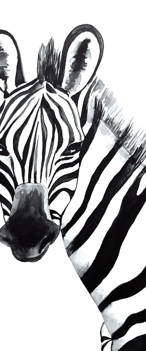 Zebra, black and white by Luba Ostroushko