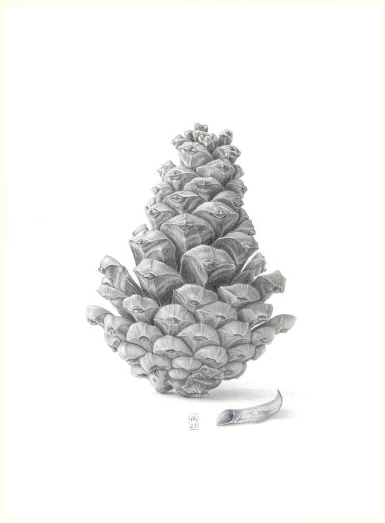 Pine Cone Silverpoint