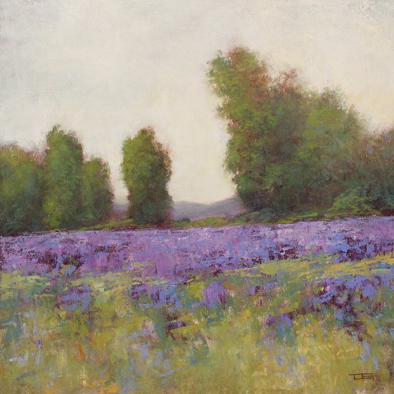 Summer Lavender Field 231007