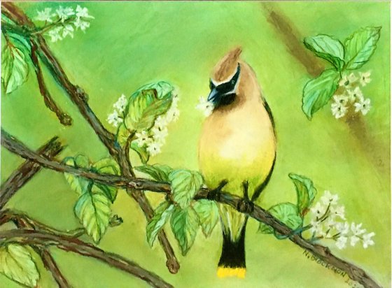 Cedar Waxwing in Spring