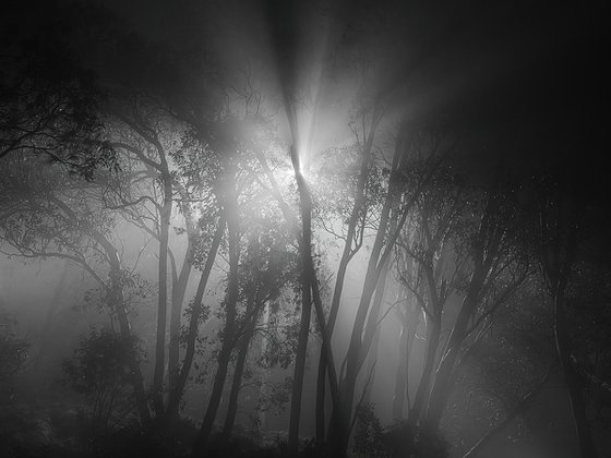 Arrival Beyond the Mist