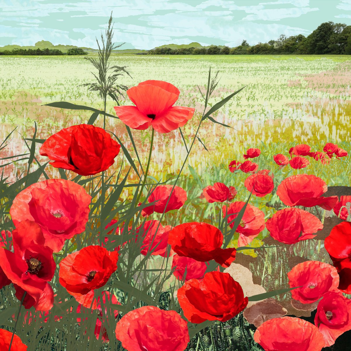 Landscape Photograph By Claire Gill, 20 X 20, Poppies, Original Artwork