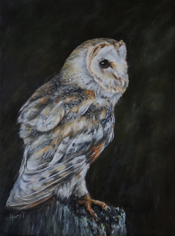 Barn owl