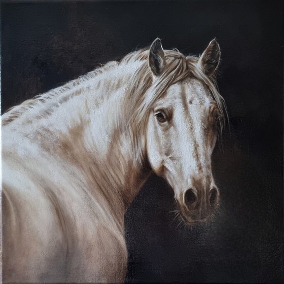 Horse portrait in monochrome