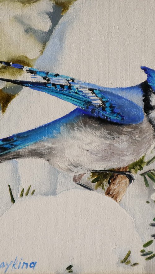 Blue Jay on Snowy Branches by Natalia Shaykina