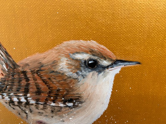 Jenny Wren