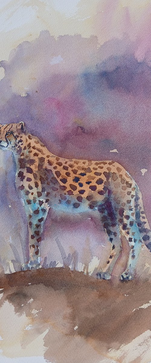 cheetah 13 by Giorgio Gosti