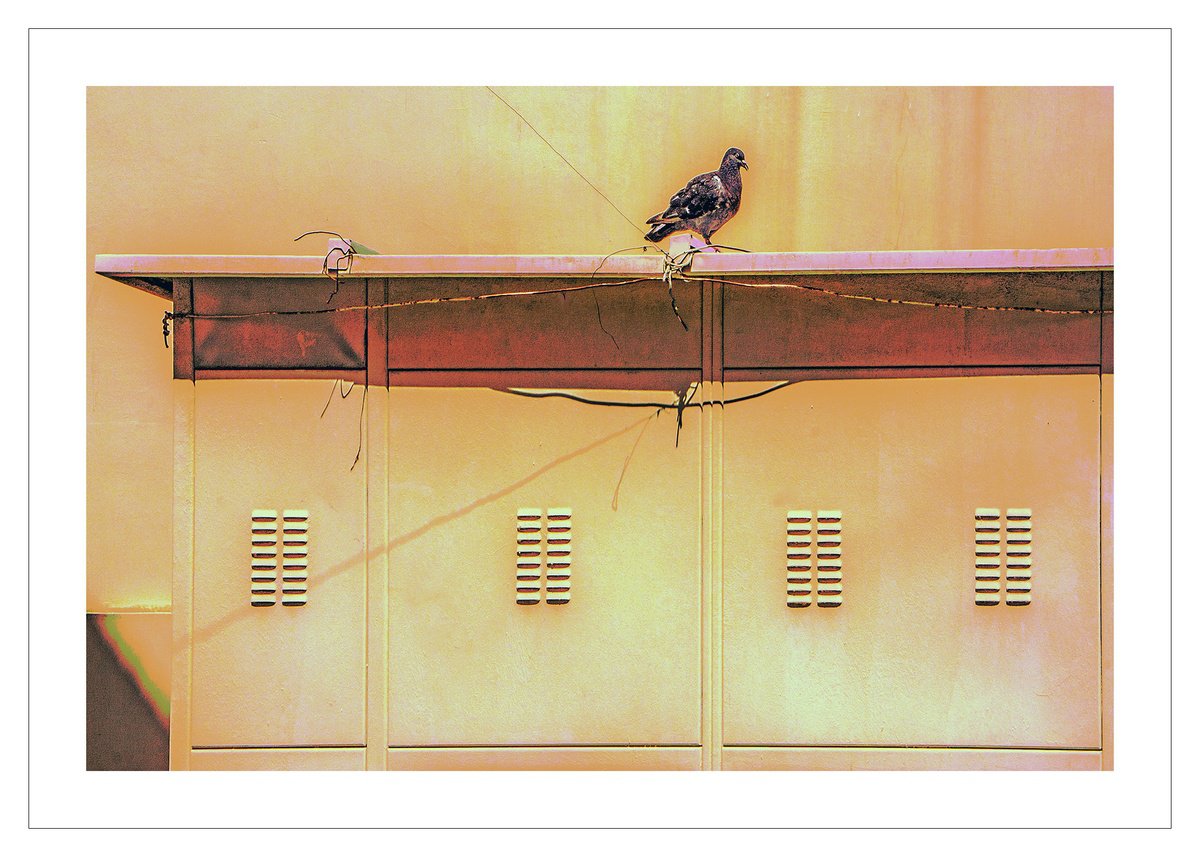 Wallscape 123 (Bird on a Wire) by Beata Podwysocka